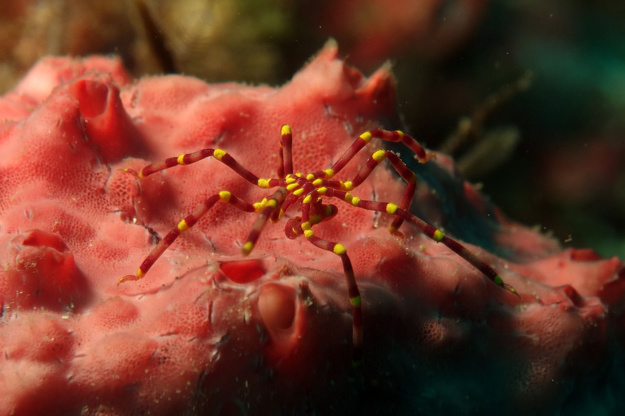 Представитель Семейства Callipallenidae